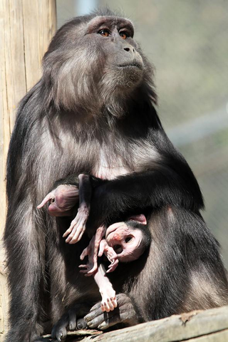 Imagen: De Marco et al./Primates
